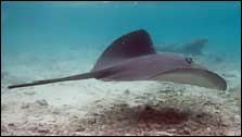 Sting Ray