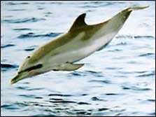 Dolphin