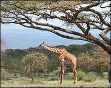 giraffe