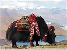Yak